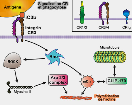 Signalisation CR et phagocytose