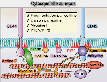 Cytosquelette au repos