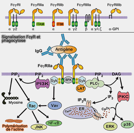 Signalisation FcγR et phagocytose