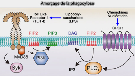 Amorçage de la phagocytose