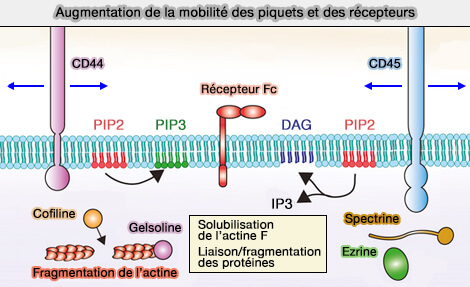 Augmentation de la mobilité par fragmentation de l'actine