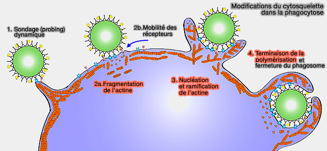 Modifications du cytosquelette lors de la phagocytose