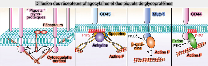 Diffusion des récepteurs phagocytaires et des piquets de glycoprotéines