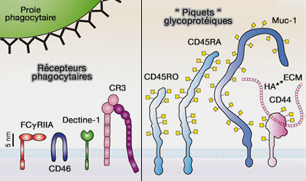 Taille des récepteurs phagocytaires et
des piquets glycoprotéiques