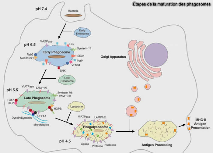 Maturation des phagosomes