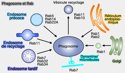 Phagosome et Rab