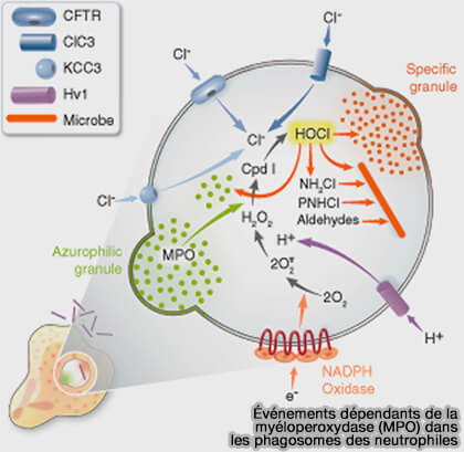 Événements dépendants de la MPO