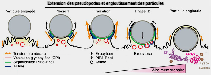 Extension des pseudopodes et engloutissement des particules
