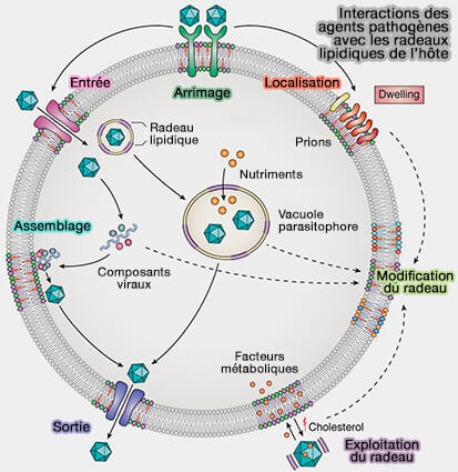 Agents pathogènes et radeaux lipidiques