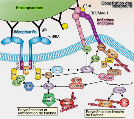 Signalisation CR et phagocytose