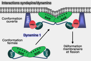 IInteraction syndapine/dynamine