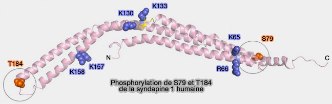 Phosphorylations de la syndapine 1