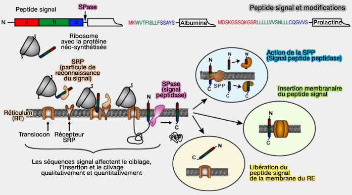 Peptide signal et différentes modifications