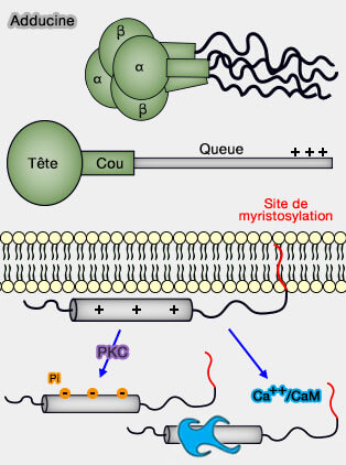 Adducine et protéines MARKS