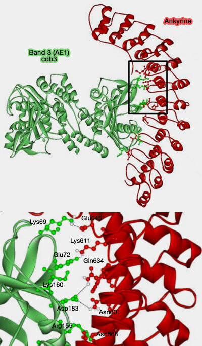 Liaison Band 3/Ankyrine
