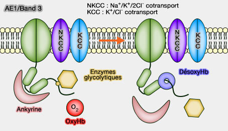 Band 3 et régulation par O2