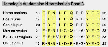 N-terminus de Band 3