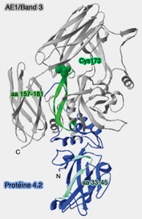 Liaison Band 3/Ankyrin