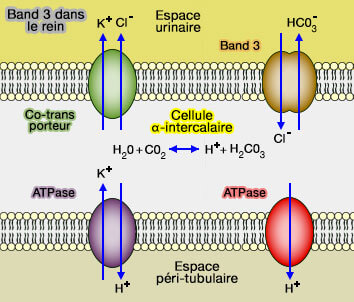 Band 3 dans le rein