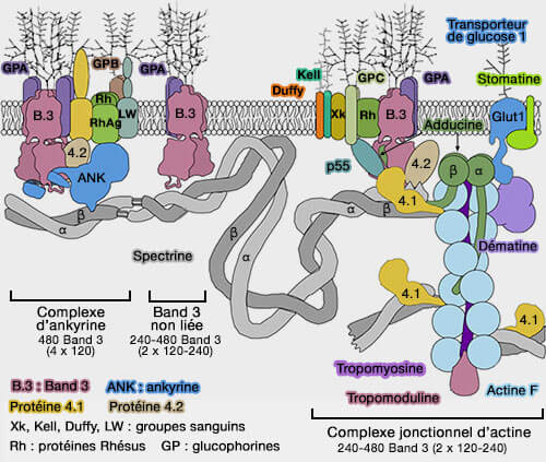 Complexes ankyrine et jonctionnel d'actine