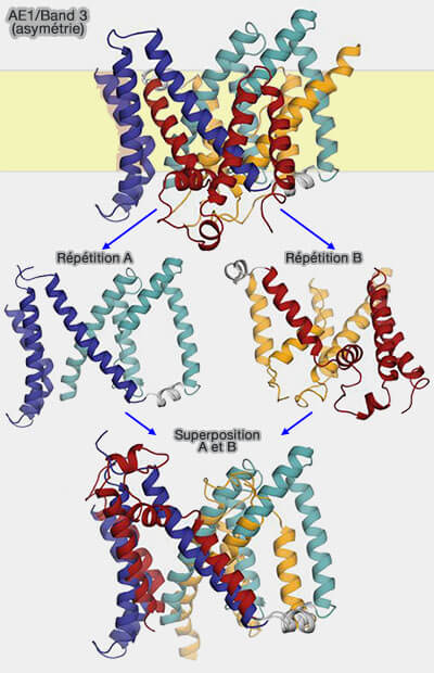 Asymétrie des répétitions A et B dans Band 3