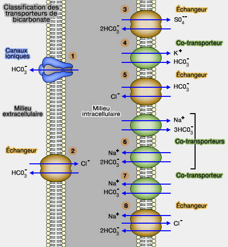 Classification des transporteurs de bicarbonate