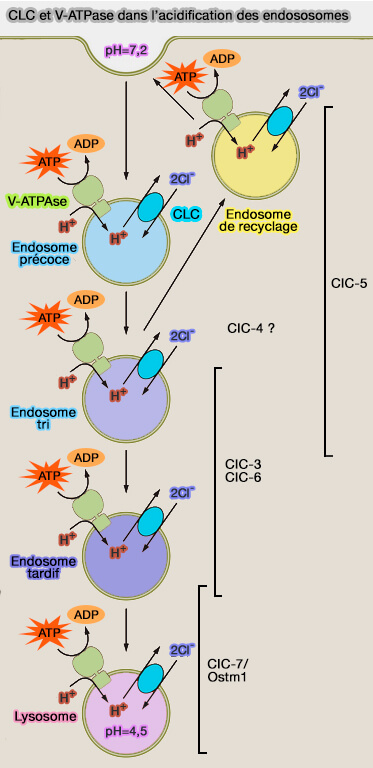 CLC et V-ATPase et acidification des endososomes