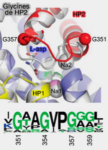 Sites de liaison de L-asp et des ions Na+