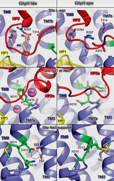 Sites de liaison de L-asp et des ions Na+
