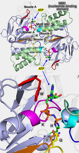 Domaine de liaison aux nucléotides (NBD) des transporteurs ABC