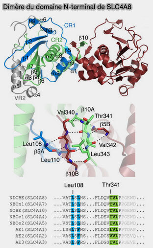 Dimère du domaine N-terminal de SLC4A8