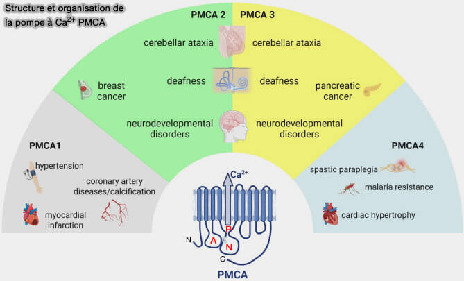 Structure et organisation de la pompe à Ca2+ PMCA