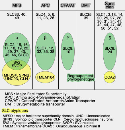 Classification des SLC