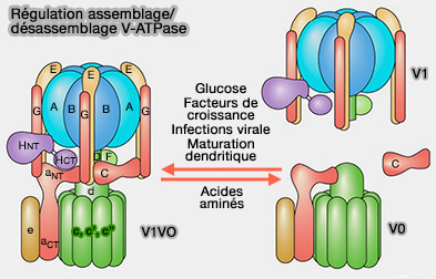 Régulations de la V-ATPase