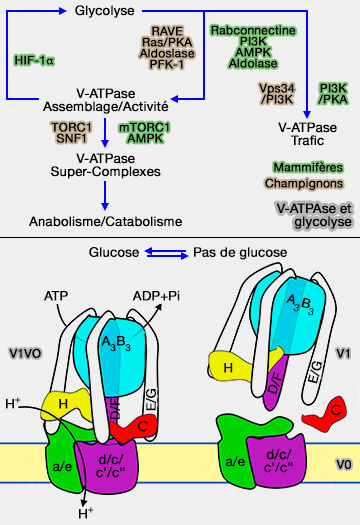 V-ATPase et glycolyse