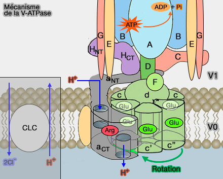 Mécanisme de la V-ATPase