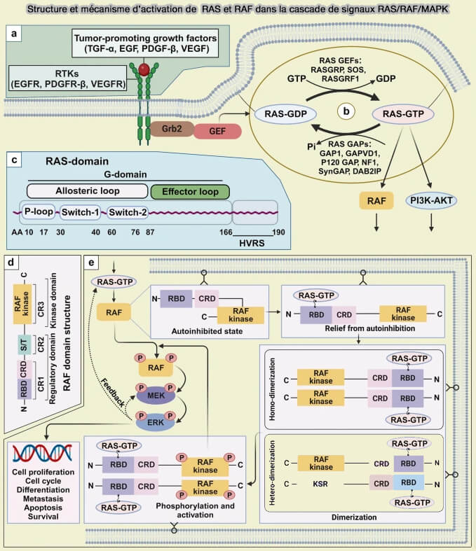 Structure et mécanisme d’activation de RAS et RAF dans la cascade RAS/RAF/MAPK