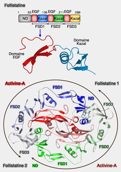 Structure de la follistatine et interaction avec l'activine