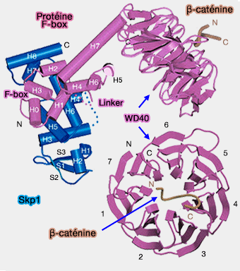 β-TrCP et β-caténine