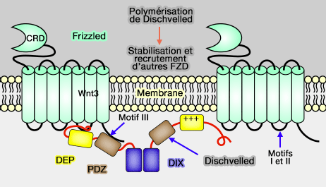 Polymérisation de Dischwelled et stabilsation 
et recrutement de Frizzled
