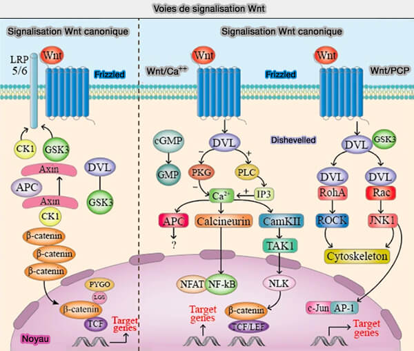 Autres rôles possibles dans le développement des jonctions neuromusculaires