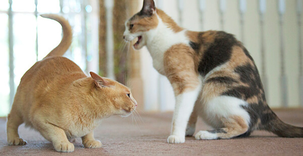 Agression entre chats