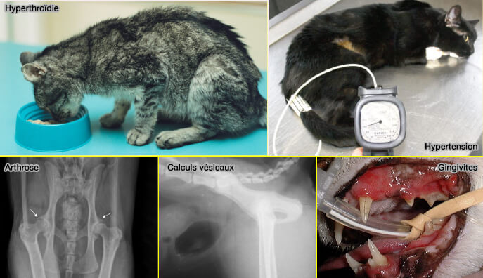 Quelques causes organiques de l'agression par irritation chez le chat