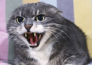 Agression du chat