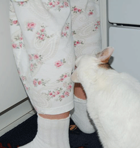 Agression d'irritation lors de frustration ?