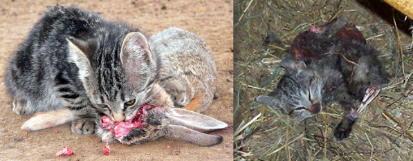 Double statut du chat : prédateur et proie