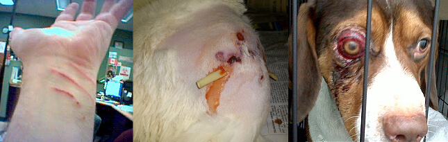 Lésions provoquées par un chat