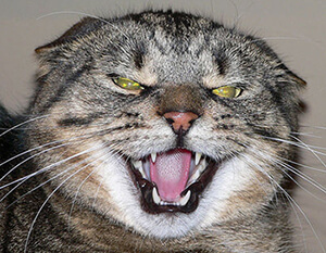 Mimique de rupture chez le chat