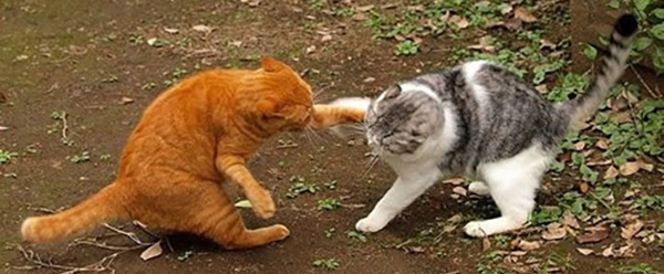 Rencontre malencontreuse