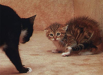 Approche lors d'une intimidation